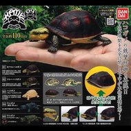 萬代 BAN DAI 大圖鑑 食蛇龜  全套一組 烏龜 箱龜 鱷龜