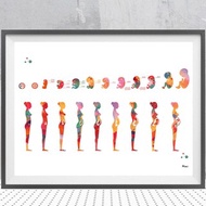 Red Pregnancy Stage Watercolor Poster Printing Fetal Development Gestational Age Printmaking Obstetr