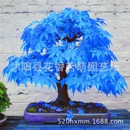 Blue Maple Seeds Golden Maple Purple Maple American Red Maple Mini Red Maple Butterfly Maple Tree