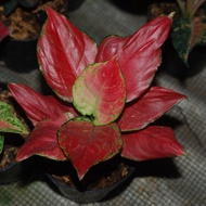 tanaman bias aglonema red anjamani / aglaonema/ aglonema murah