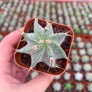 [Prajna Bannuo]Real Cactus Succulent Plant Green Plant Small Potted Plant Beginner's Office Radiatio