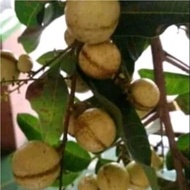 BIBIT KELENGKENG SATU JARI
