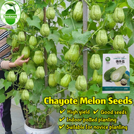 100% Original High Yield Chayote Seeds for Planting (25 Pcs/pack) 佛手瓜种子 Organic Chayote Melon Seeds 