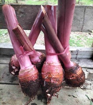 Umbi Talas Bogor/Pratama 3 (Harga Perkilo)