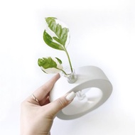 (預購) 純灰系列 | 白金葛 室內水培植栽 圓圈水泥水耕花架