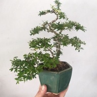 [HCM]cây Linh Sam Bonsai mini