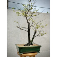 Maba Buxifolia bonsai 黑木