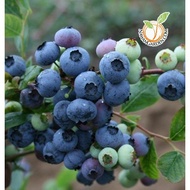 [LIMITED COLLECTION] MISTY BLUEBERRY Live Plant in pot/ Pokok Blueberry #homegarden #exoticplants