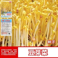 Bean Sprout Seed Hydroponic Mung Bean Seed Vegetable Planting