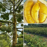Anak Pokok 4 Feet Durian IOI Hybrid (16x14 Weight 25 Kg 2 Years Old) BIG TREE SERIES