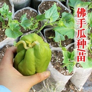 Chayote seedlings seedlings seeds for potted plants in four seasons and vegetable seedlings in the g