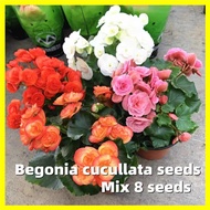 Begonia Cucullata Seeds - Mixed 8 Seeds Malus Spectabilis Seed Flower Seeds for Planting Benih Pokok Bunga Gardening