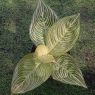 Best seller Tanaman hias aglaonema / aglonema golden hope