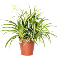 Spider Plants Chlorophytum Comosum Air Purifying Plant Indoor Plants Bichetti Grass Pokok Labah Laba