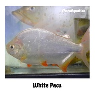 Hiasan Aquarium Ikan White Pacu Albi no Ikan Hias tankmate Predator