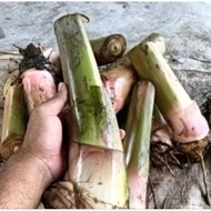 Anak pisang rastali rm10.99 ( 2 pokok)