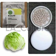 Benih Selada BRUMA RZ Repack 25 Pills Iceberg Lettuce Rijk Zwaan