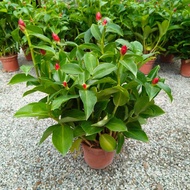 90s Greenovation Live Plant Costus Spiralis 麟甲芜 P170