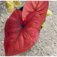 Umbi Caladium Festivia - keladi hias hybrid import thailand