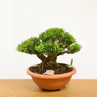 小品盆栽・雀舌黃楊