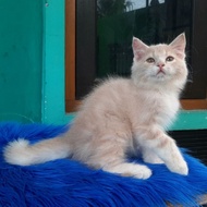 Terlaris Kucing Persia Kitten Bigbone Bulu Kapas Mix Mainecoon