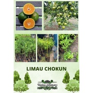 Limau Chokun / Limau Madu Chokun / Anak Pokok Limau / Pokok Hybrid