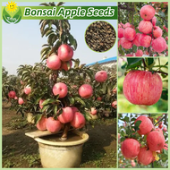 เมล็ดพันธุ์ แอปเปิล บรรจุ 50เมล็ด Bonsai Apple Seeds for Planting Fruit Plants บอนไซ ต้นไม้ เมล็ดผลไม้ พันธุ์ผลไม้ เมล็ดพันธุ์ผลไม้ ต้นไม้กินผล บอนสีพันหายาก ต้นไม้ผลกินได้ เมล็ดบอนสี ต้นไม้แคระ ต้นไม้มงคล ผลไม้อร่อยๆ ปลูกง่าย คุณภาพดี ราคาถูก ของแท้ 100%