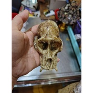 Resin Kepala Monyet Accessories Iban