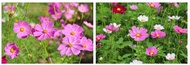 Cosmos flower mix seed  (Cosmos Bipinnatus Mix)