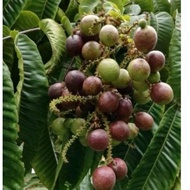 POKOK MATOA / LONGAN BRAZIL - rare plant. cepat berbuah.