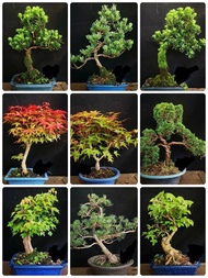最新20250527 各款盆景植物， 羅漢松，五針松，紅楓，出猩猩，濟州柏，楓樹 保證實物如圖，每盆$500 Pm