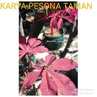 japanese red maple tanaman peneduh red maple pohon maple 081545816799