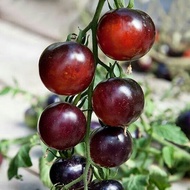 20 เมล็ด มะเขือเทศ มะเขือส้ม Tomato Seeds สายพันธุ์ Indigo Rose Tomato