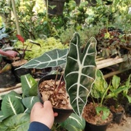 tanaman hias keladi liku, keladi amazon (alocasia amazon kcsoix 8417lp