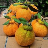 COD Bibit Tanaman Buah Jeruk Dekopon raja jeruk Okulasi cepat berbuah