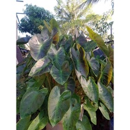 keladi colocasia aloha