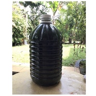 Chlorella 5 liter Chorella Green Water Starter For Cattle Fleas Dhapnia Magna/Moina -