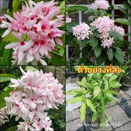 (vาย ต้นพันธุ์) ดอก ต้นพุดชมพู ต้น พุดชมพู พุด ชมพู สี ชมพู ต้นพุด ดอกพุด fadel