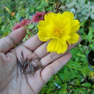 25pcs Biji Benih Bunga Kosmos Kuning Cosmos Sulphureus / Sulfur Cosmos / Yellow Cosmos Flower Seed