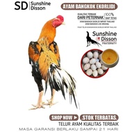 ayam bangkok siam aduan telur fertil super ekor lidi