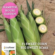 JAGUNG MANIS F1 HIBRID SWEET CORN BIG SWEET SC 832 SEED