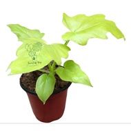 ☍▫RARE GOLDEN SELLOUM aka"SAHOD YAMAN LIVE PLANTS