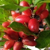 Pokok Ajaib @ Miracle Berry anak pokok stabil.