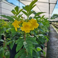 tecoma kuning #outdoorplant#tahanpanas