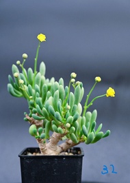 卡拉菲厚敦菊 /   塊根植物 Caudex / 另售象牙宮、龜甲龍、索馬里葡萄甕、念珠橄欖