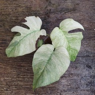 tanaman hias Monstera White Mint Variegata 4 daun pucuk Kk