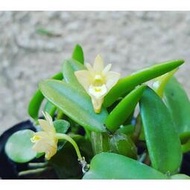 Dendrobium quadrangulare 茉香石斛，迷你植株，不會長大，花會香