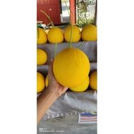 Melon Manis Terengganu (MMT)