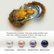 Oysters Real live Pearl （Wrapped Vacuum）， 活牡蛎真正珍珠 Individually Fresh Water Wrapped Akoya Oysters Wit