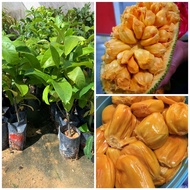 Anak pokok cempedak king penang hybrid